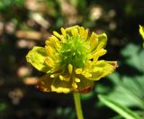 Ranunculus monophyllus