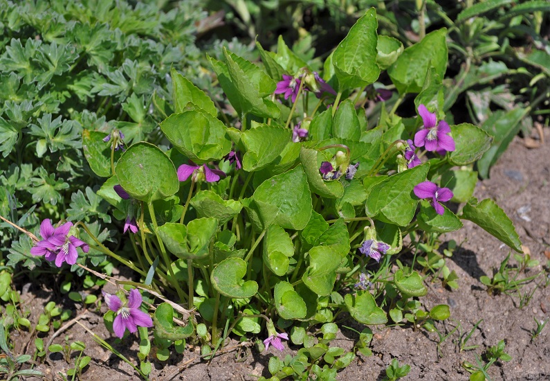 Image of Viola sororia specimen.