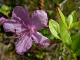 Rhododendron dauricum. Цветок и листья. Якутия (Саха), Алданский р-н, берег р. Тимптон, 201 км от устья. 05.06.2011.