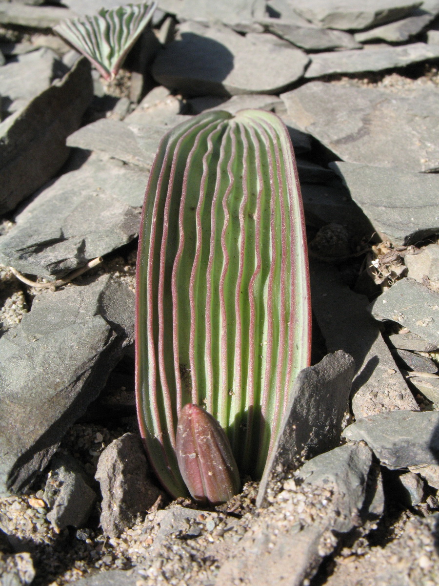 Image of Tulipa regelii specimen.