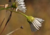 Erigeron annuus. Верхушка побега с соцветием. Приморский край, Уссурийский р-н, окр. с. Монакино, луг на вершине небольшой сопки. 15.10.2015.