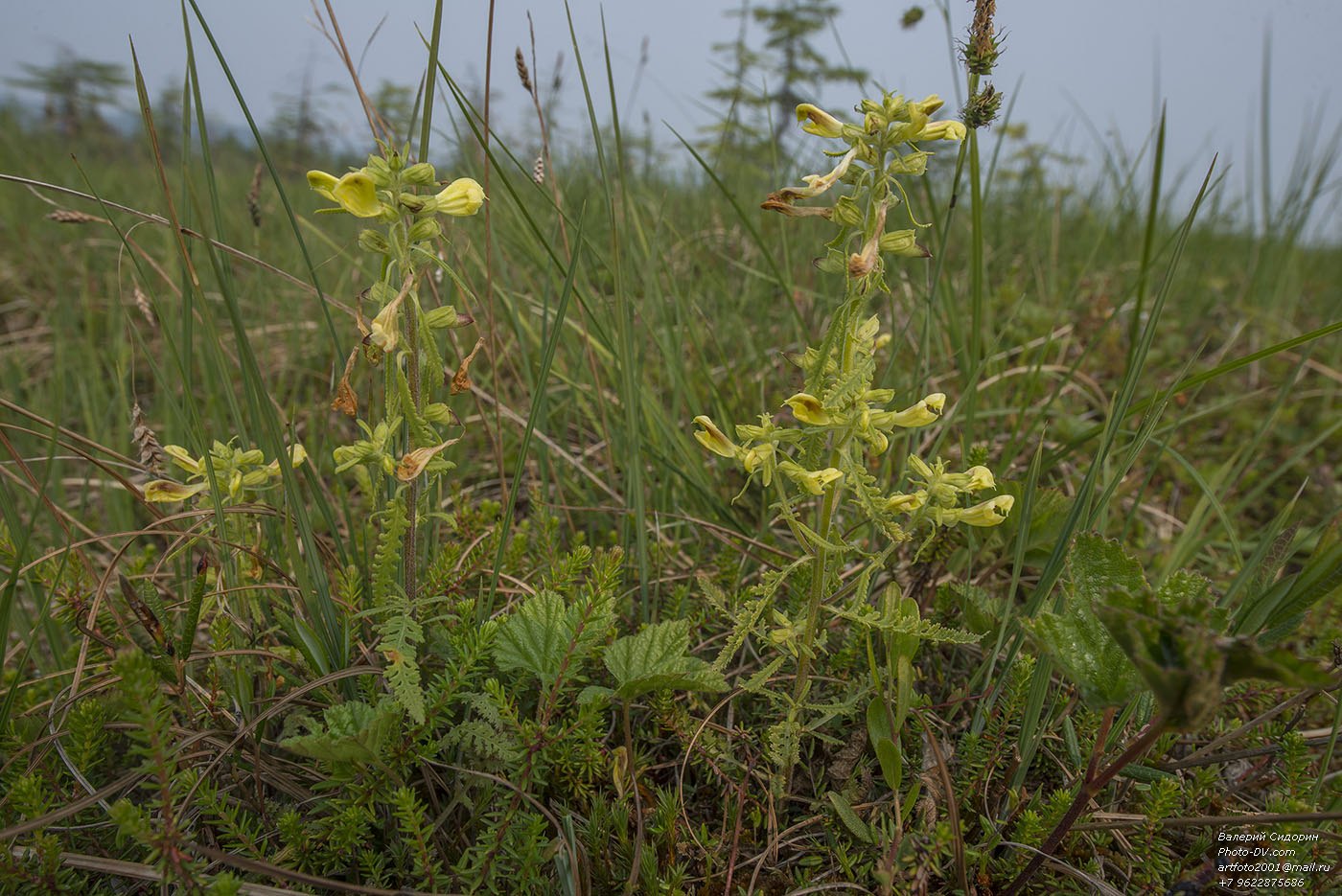 Image of Pedicularis labradorica specimen.