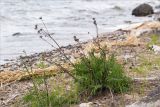 Centaurea scabiosa. Расцветающее растение с прошлогодними сухими генеративными побегами. Карелия, Заонежье, песчано-галечный пляж. 13.06.2015.