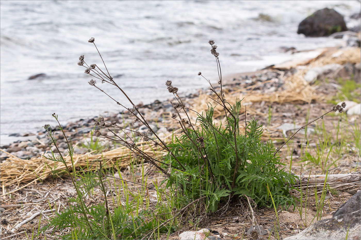 Image of Centaurea scabiosa specimen.