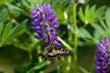 Lupinus polyphyllus