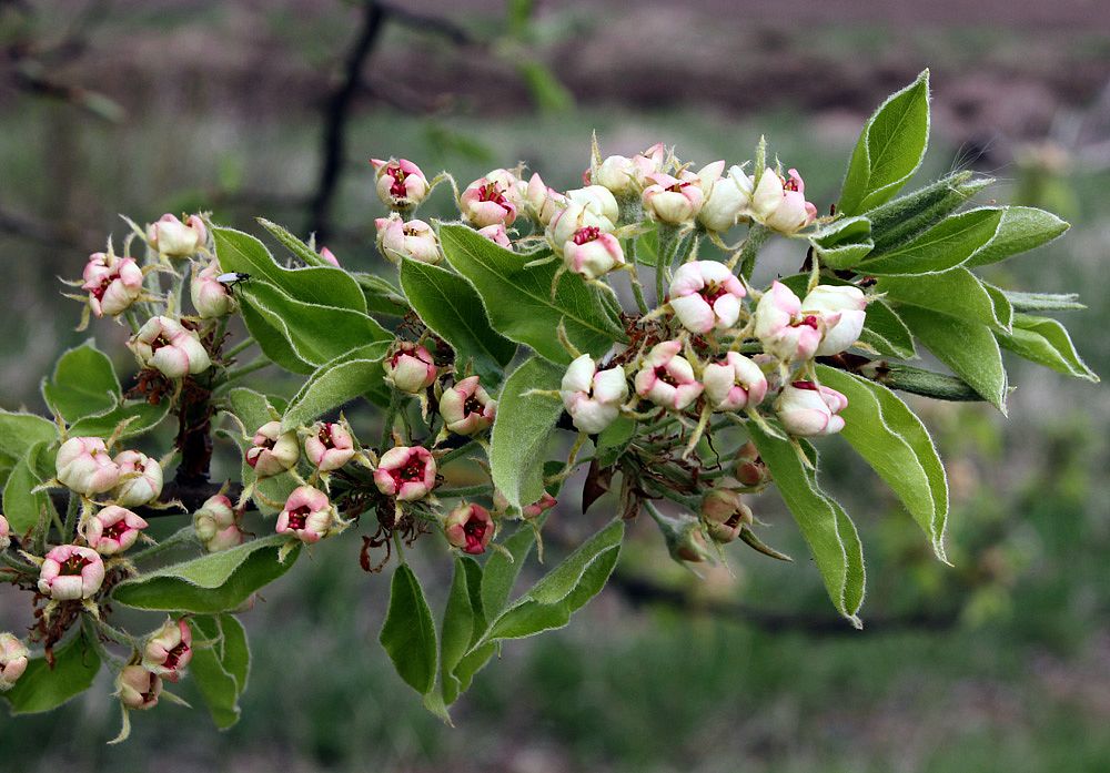 Image of genus Pyrus specimen.