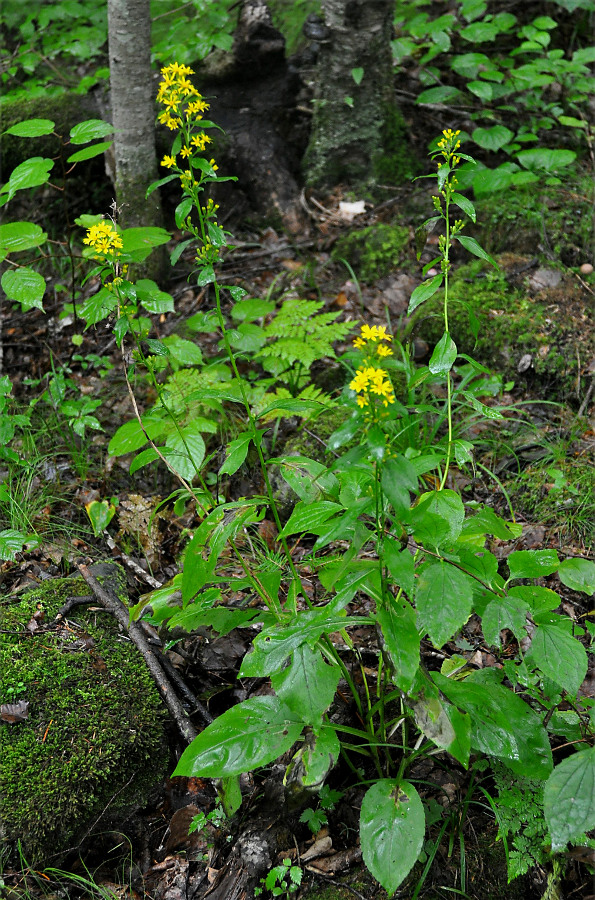 Image of Solidago virgaurea specimen.