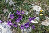 Campanula saxifraga. Цветущее растение. Кабардино-Балкария, Черекский р-н, верховья Черека Балкарского, правый борт долины, занятой ледником Агаштан в р-не вершины Левхановцек (2854), альпийская растительность. 27.07.2013.