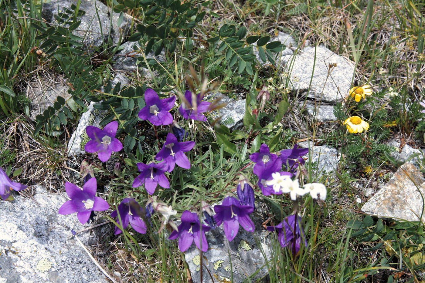 Изображение особи Campanula saxifraga.