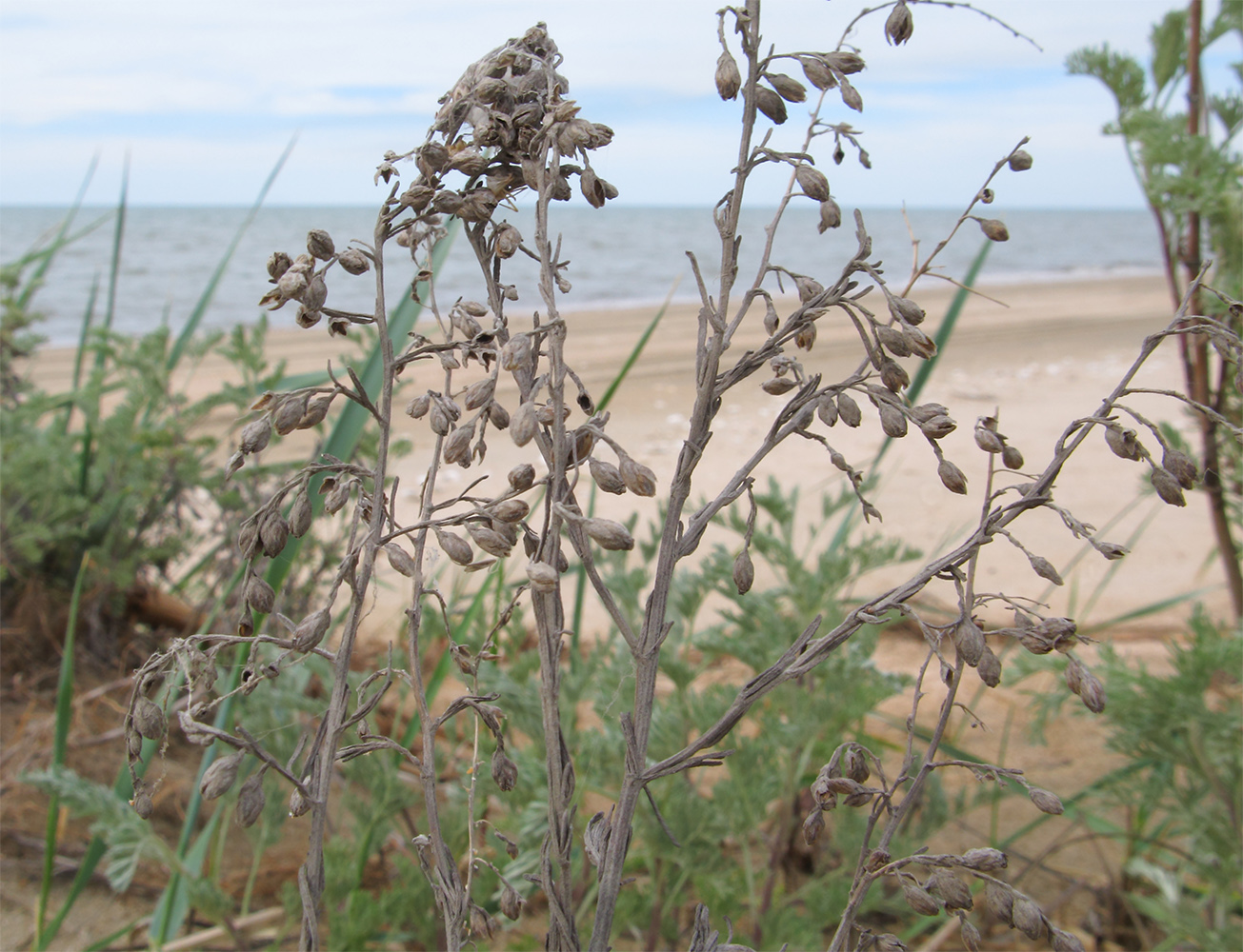 Image of genus Artemisia specimen.