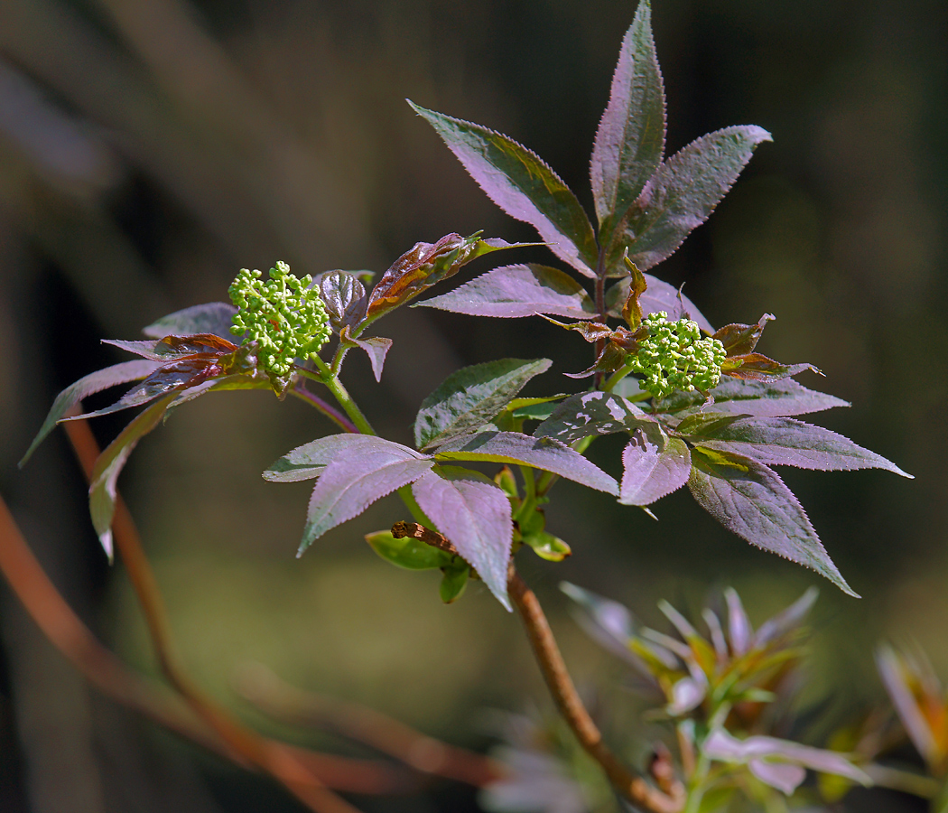 Image of Sambucus racemosa specimen.