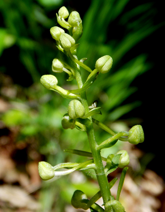 Изображение особи Platanthera chlorantha.