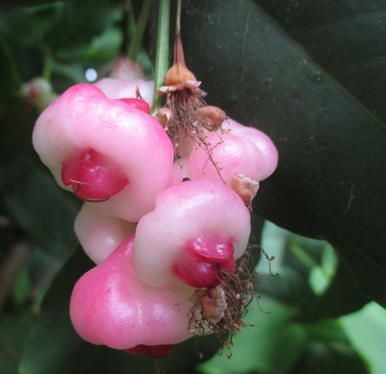 Image of Syzygium aqueum specimen.