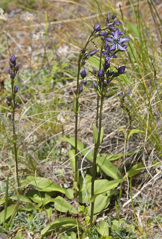 Image of Swertia obtusa specimen.