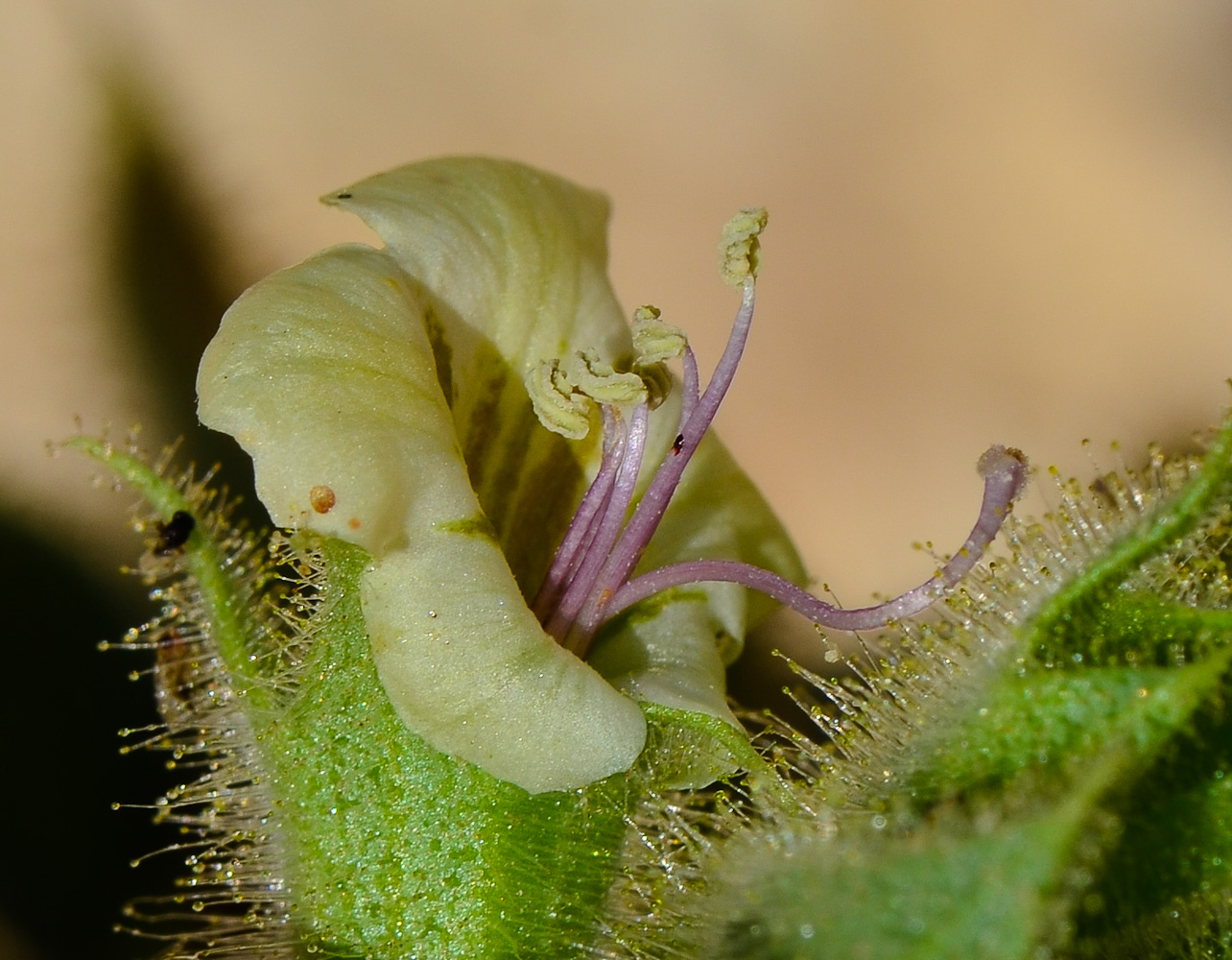 Изображение особи Hyoscyamus desertorum .