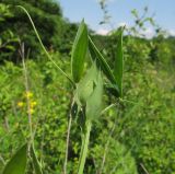 Lathyrus pratensis