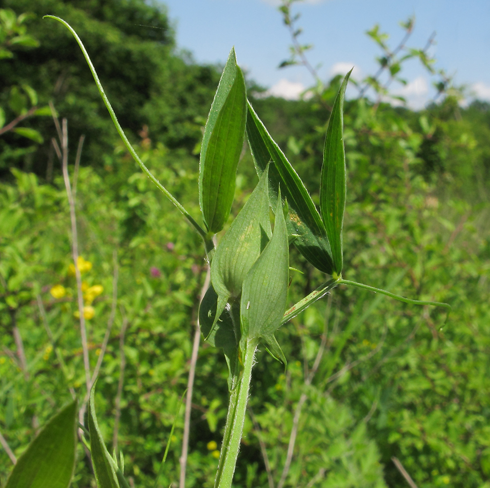 Изображение особи Lathyrus pratensis.