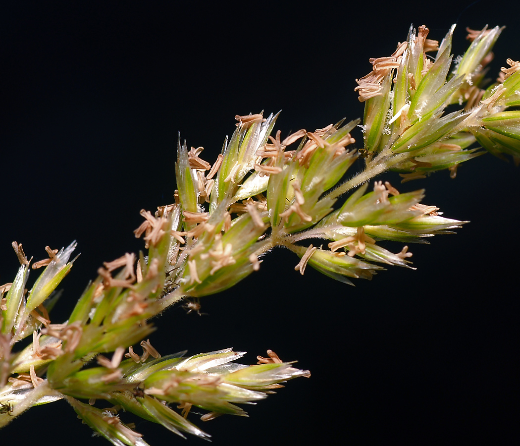 Изображение особи Koeleria glauca.