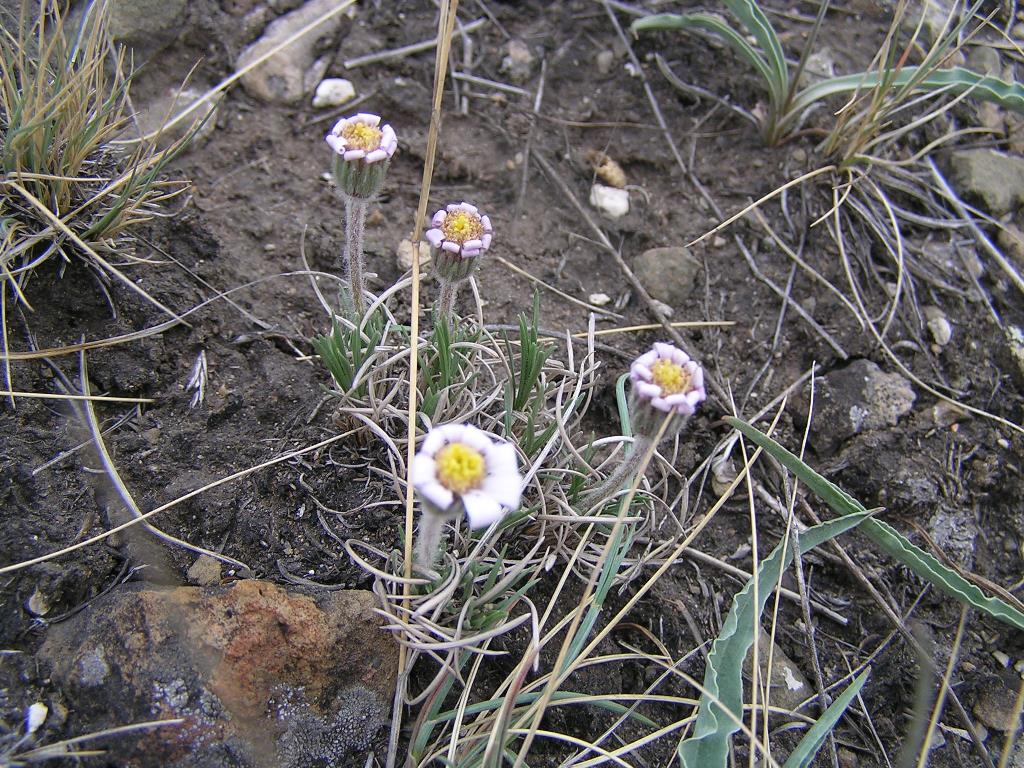 Image of Arctogeron gramineum specimen.