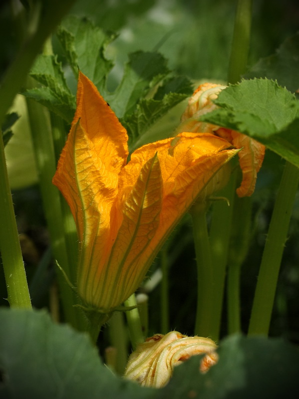 Image of Cucurbita pepo specimen.