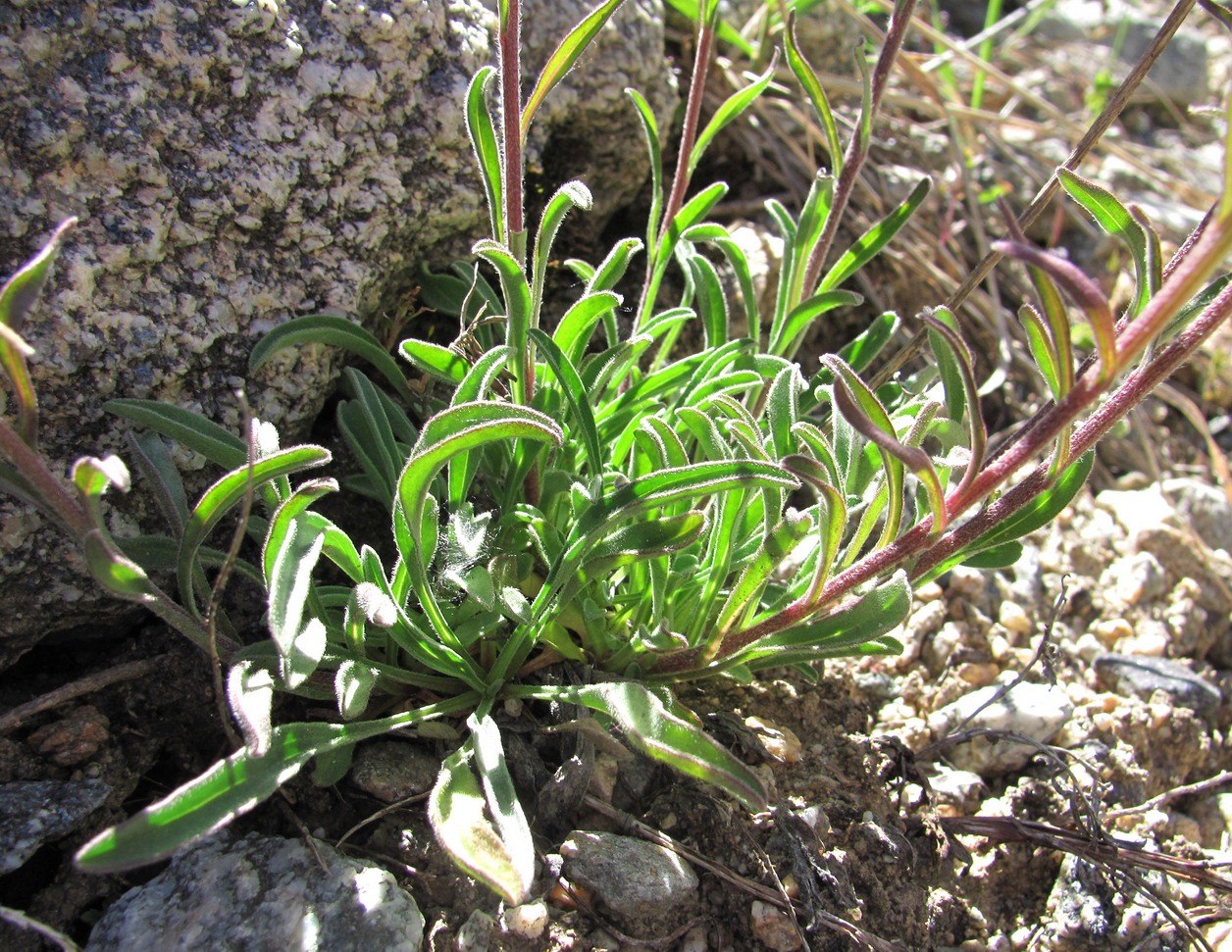 Изображение особи Aster alpinus.