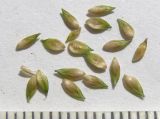 Carex remota