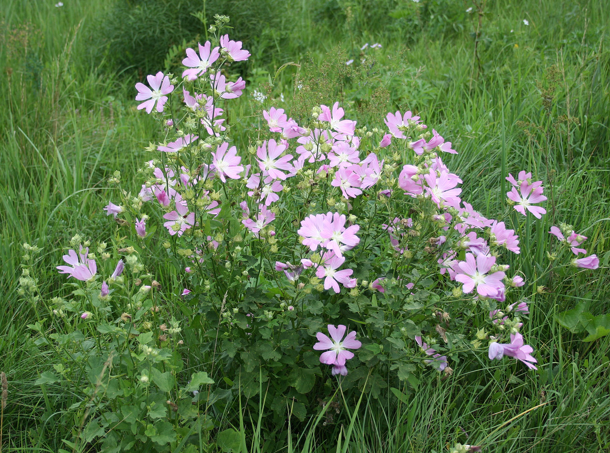 Image of Malva thuringiaca specimen.