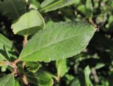 Salix kuznetzowii