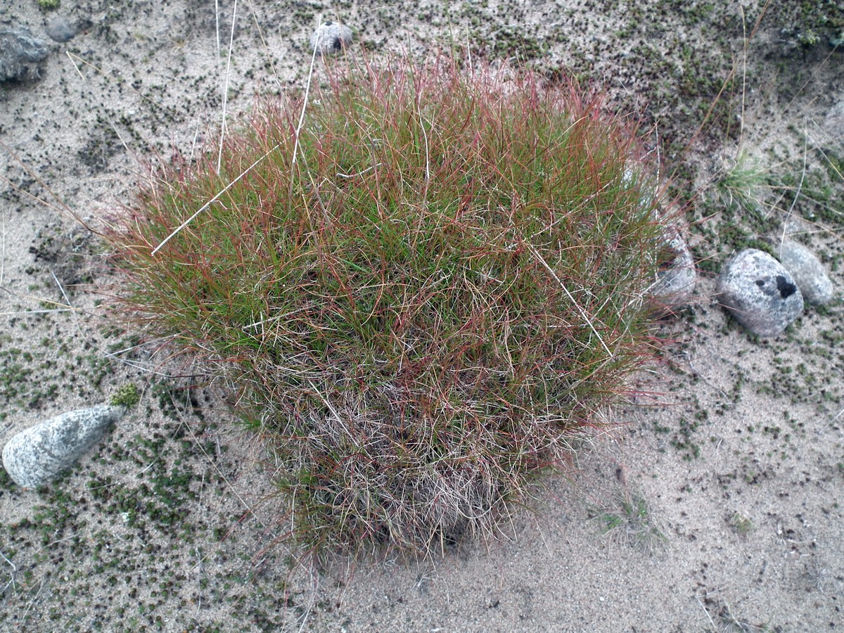 Image of genus Agrostis specimen.