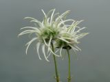 Clematis hexapetala