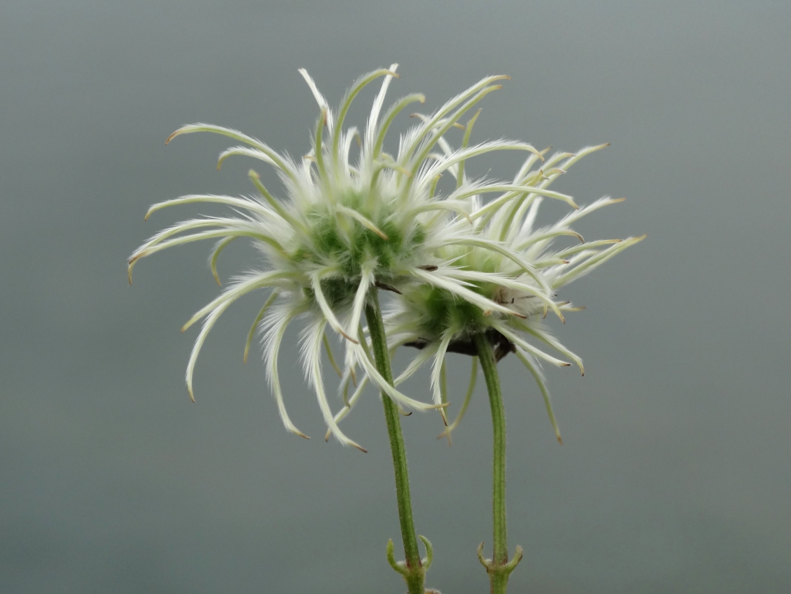 Image of Clematis hexapetala specimen.