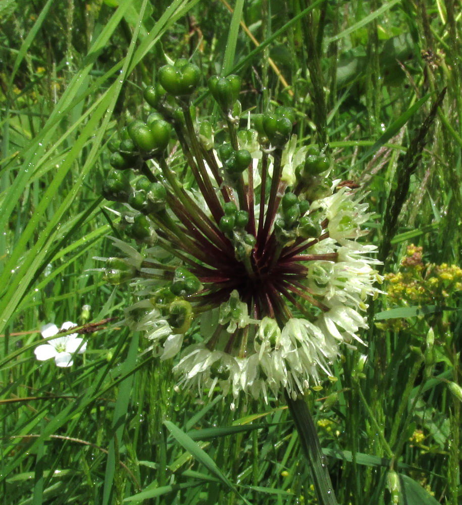 Image of Allium microdictyon specimen.