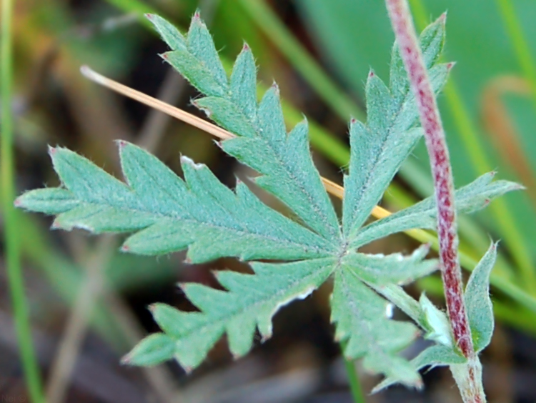 Изображение особи Potentilla argentea.