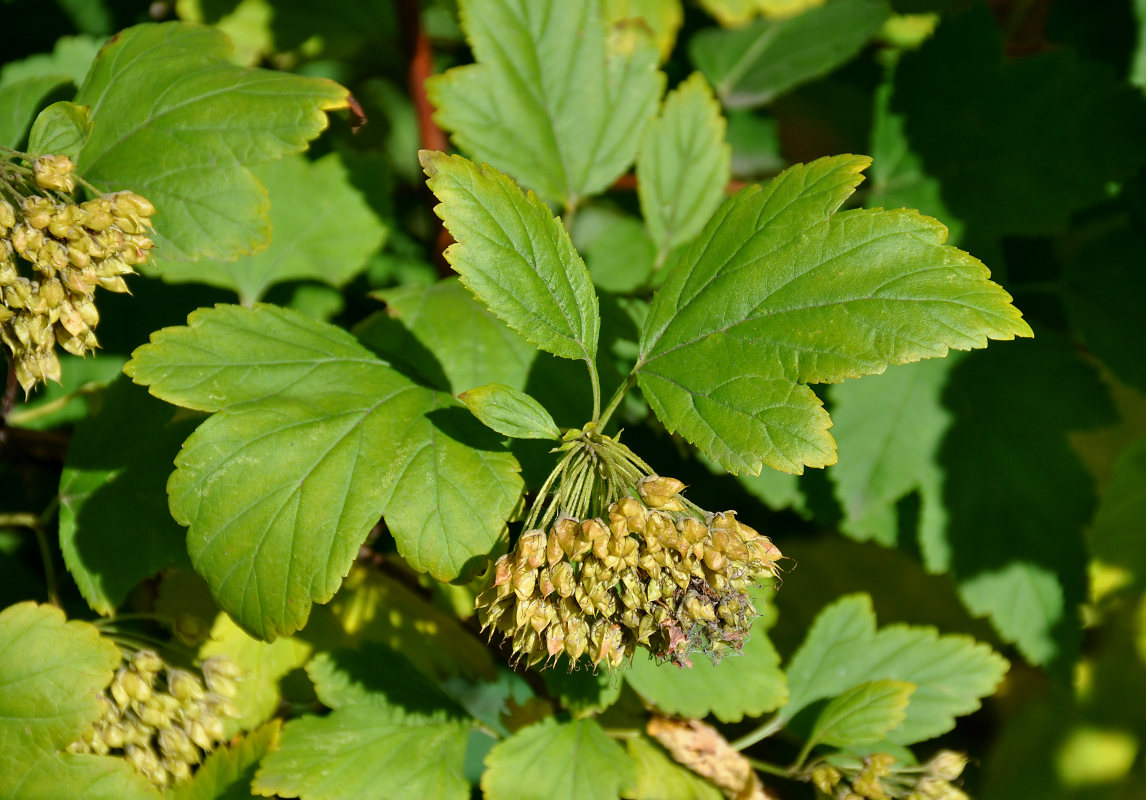 Image of Physocarpus opulifolius specimen.