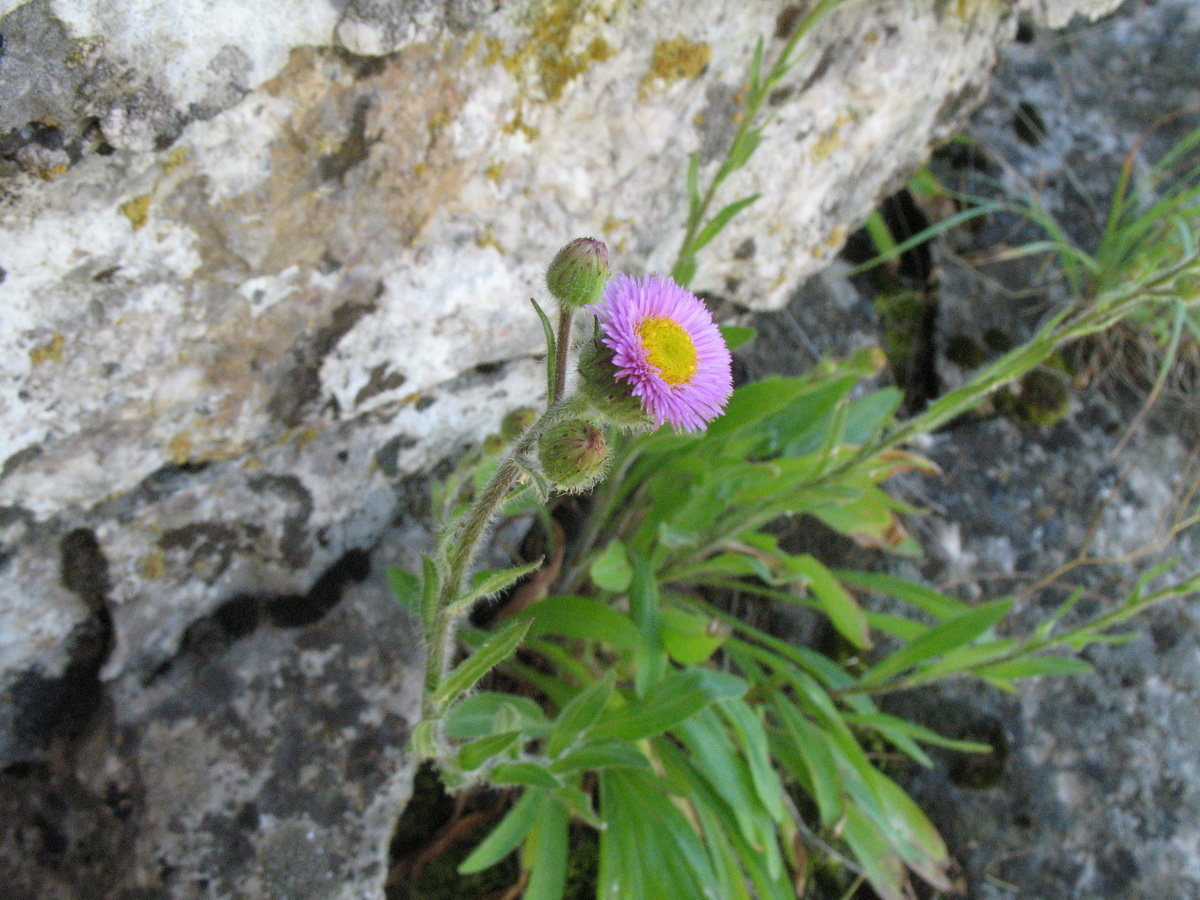 Image of Erigeron seravschanicus specimen.