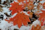 Acer pseudosieboldianum