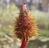 Image of taxon representative. Author is Владимир Зайцев