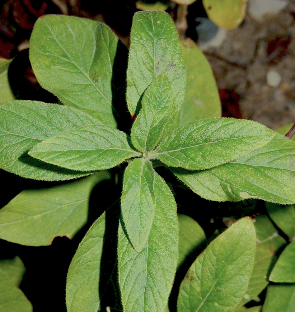 Image of Lysimachia verticillaris specimen.