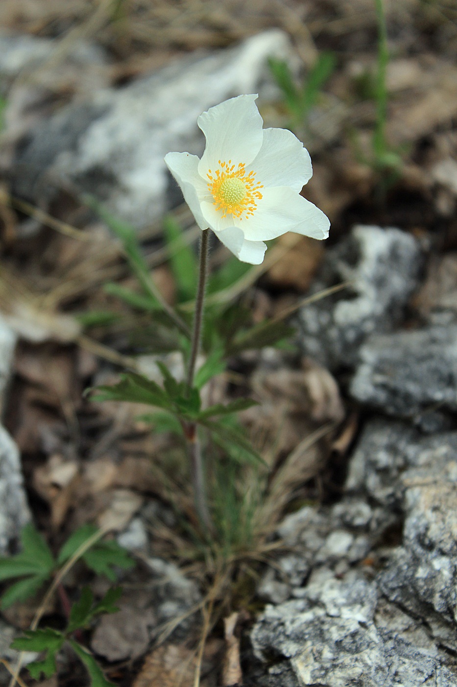 Изображение особи Anemone sylvestris.