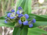 Gentiana cruciata. Верхушка растения с цветками и бутонами. Саратовская обл., Хвалынский р-н, окр. г. Хвалынска, гора Богданиха. 21.07.2009.