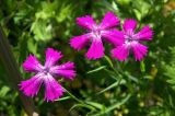 Dianthus fischeri. Цветки. Московская обл., окр. Орехово-Зуево, окр. р. Клязьма. 29.06.2016.