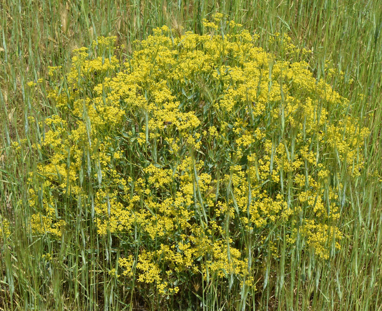 Image of Haplophyllum perforatum specimen.