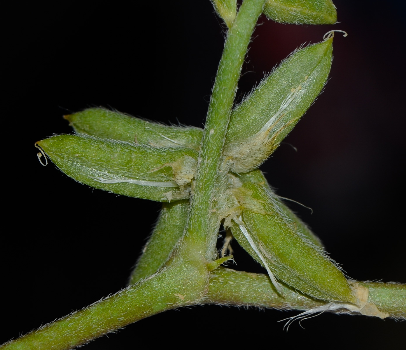 Image of Astragalus tribuloides specimen.
