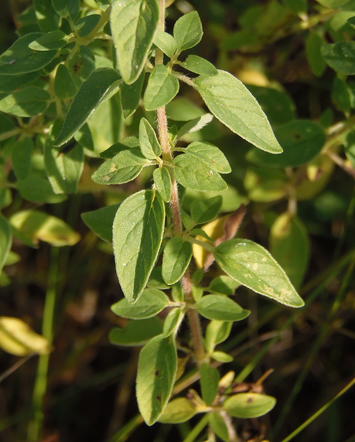 Image of Origanum vulgare specimen.