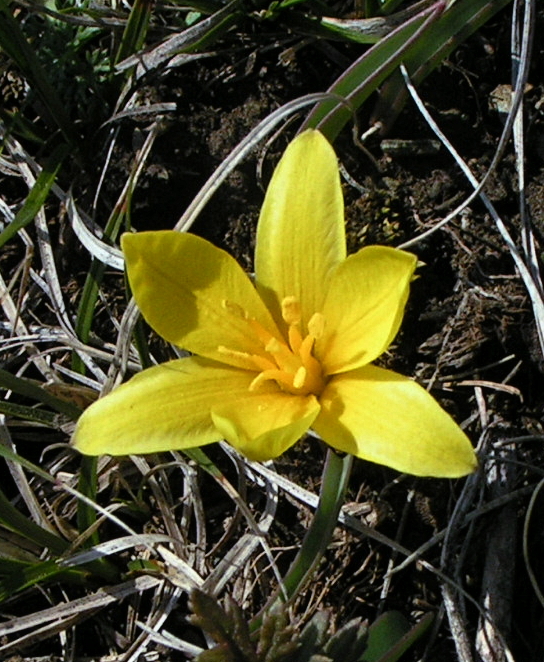 Изображение особи Tulipa uniflora.