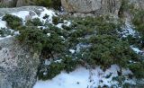 Juniperus sibirica. Вегетирующее растение. Испания, Центральная Кордильера, нац. парк Сьерра-де-Гуадаррама, ок. 1600 м н.у.м. Январь.