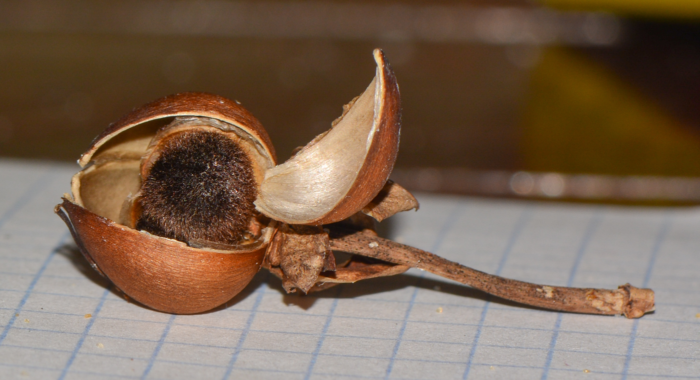Image of Ipomoea pes-caprae specimen.