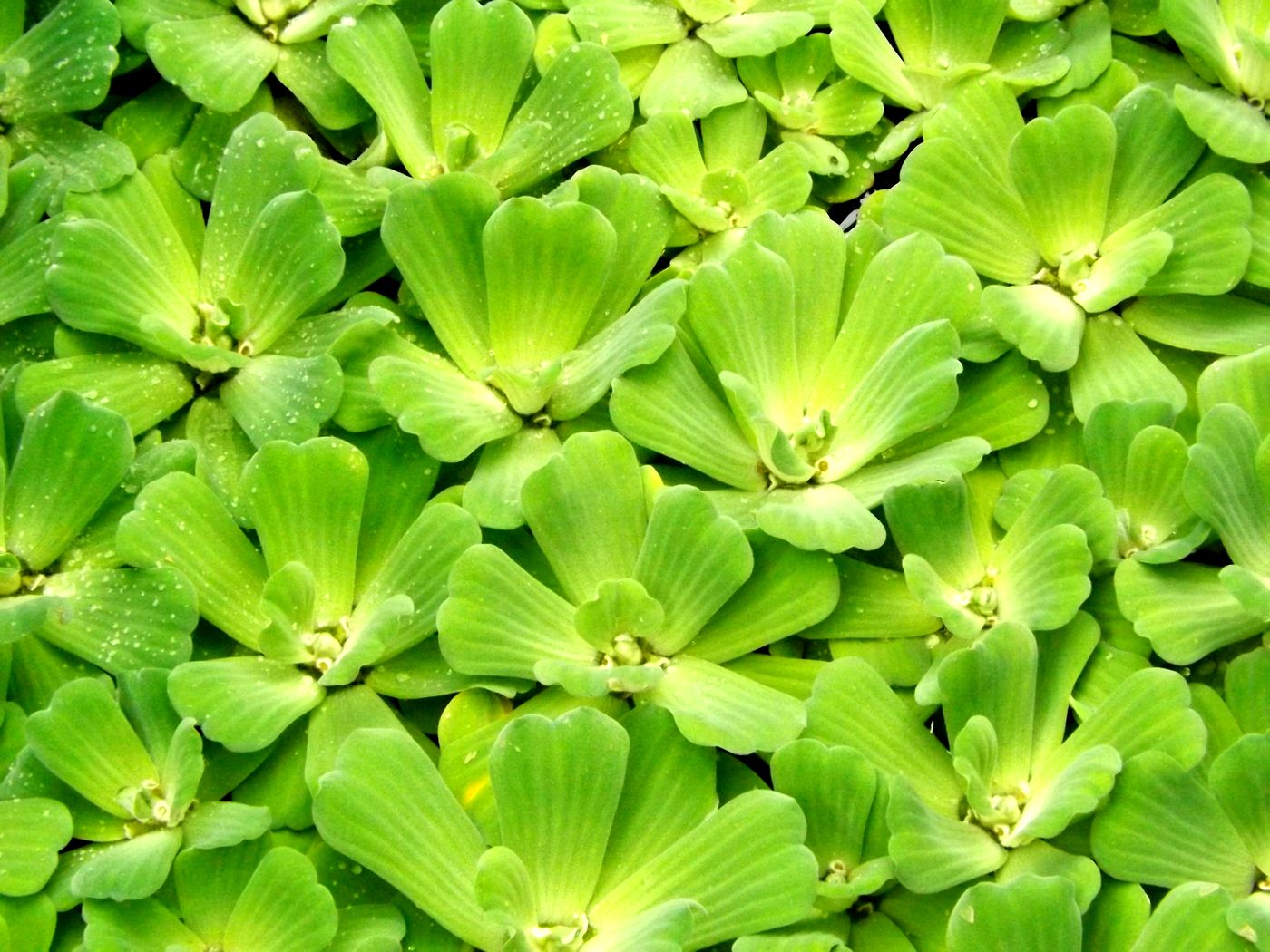 Изображение особи Pistia stratiotes.