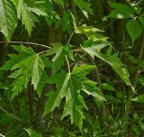 Acer saccharinum