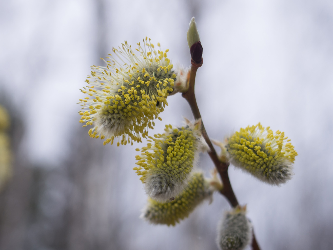 Image of Salix caprea specimen.